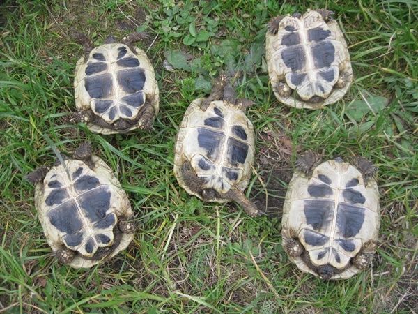 Griechische Landschildkröten NZ 2023 bis 2025, weiblich erbrütet, Landschildkröten