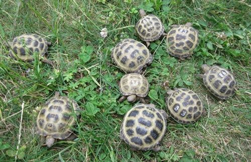 Vierzehenschildkröten, Steppenschildkröten NZ 2023 bis 2025, weiblich erbrütet, Landschildkröten,