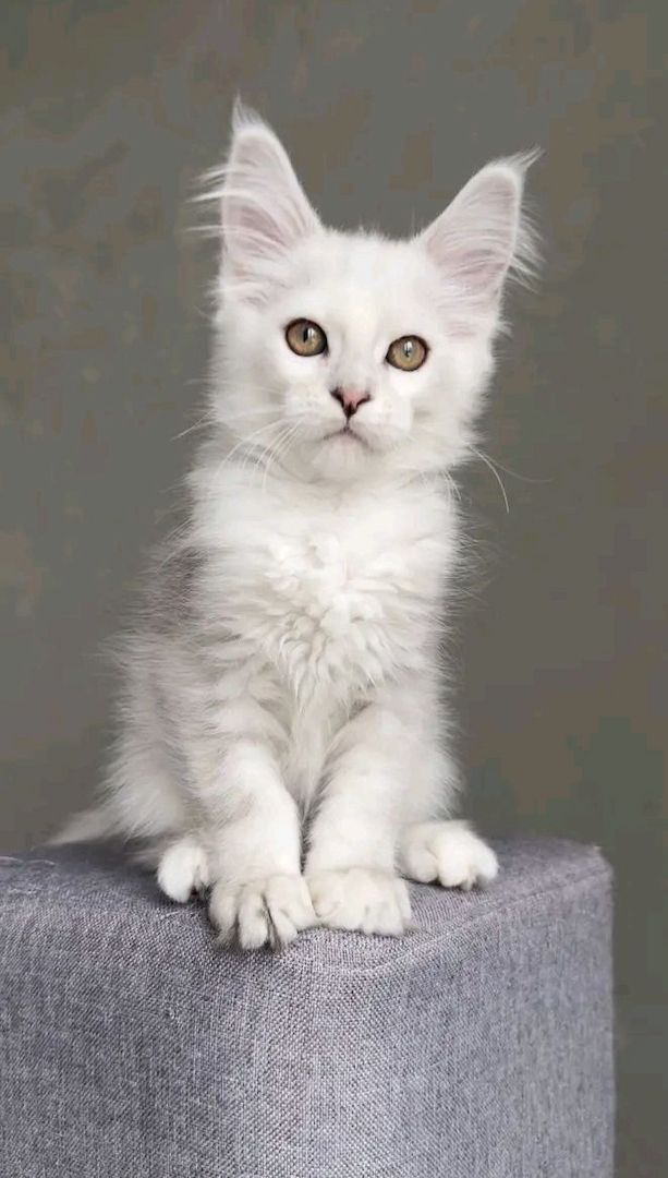 Wunderschöne Maine-Coon-Kätzchen suchen ein liebevolles Zuhause
