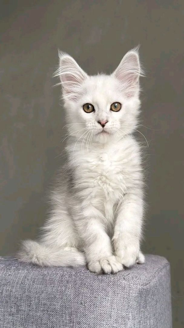 Wunderschöne Maine-Coon-Kätzchen suchen ein liebevolles Zuhause
