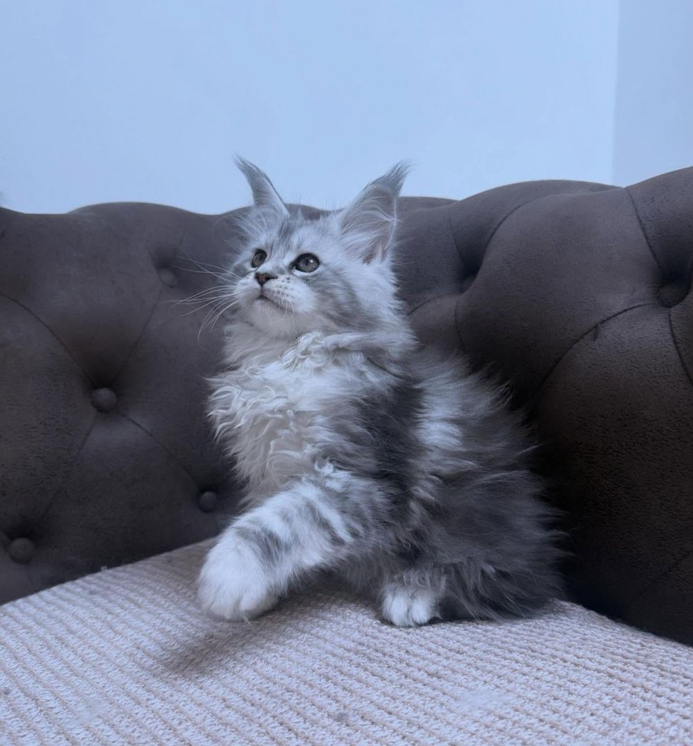 Wunderschöne Maine-Coon-Kätzchen suchen ein liebevolles Zuhause