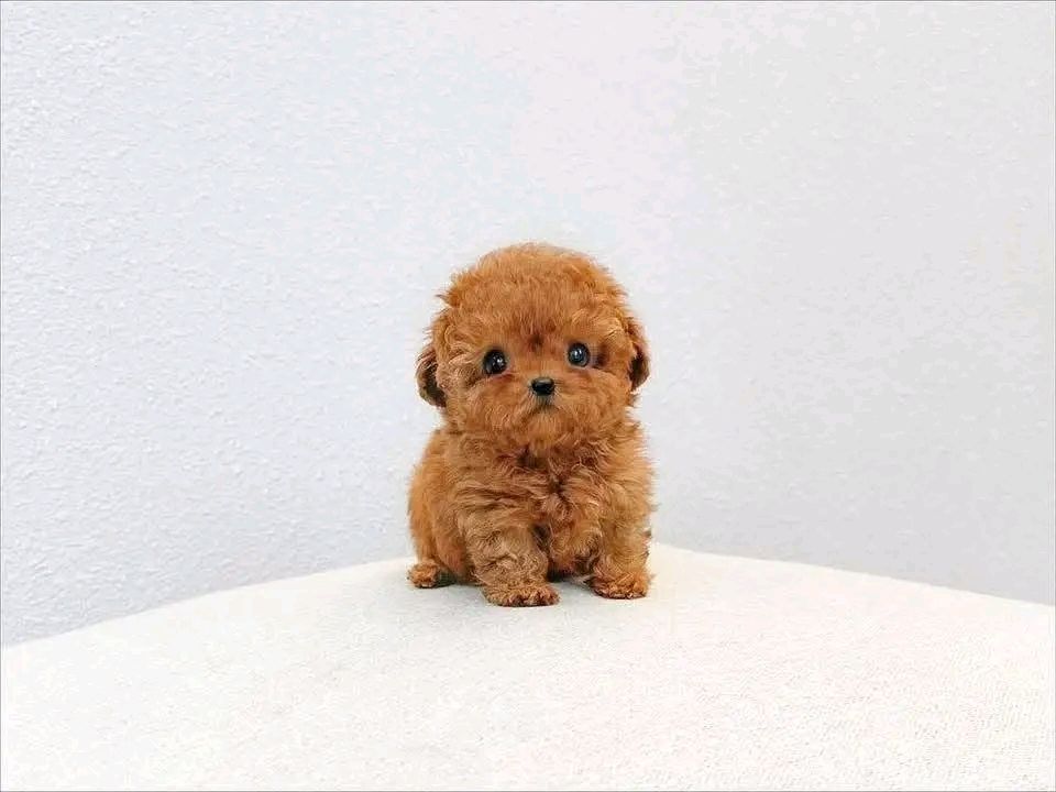 Poodle puppy
