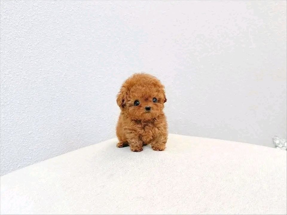 Poodle puppy