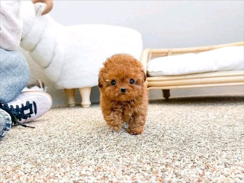Poodle puppy