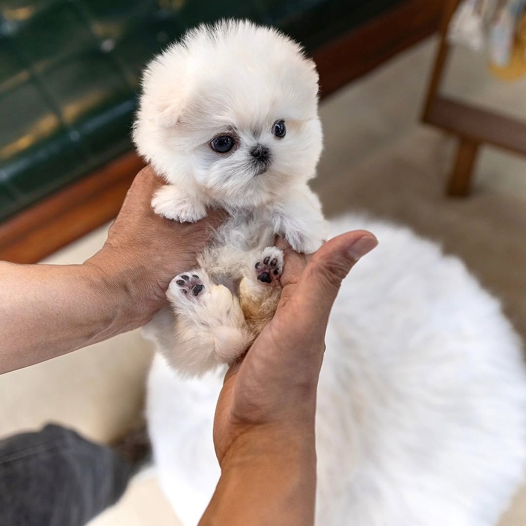 Maltese puppy