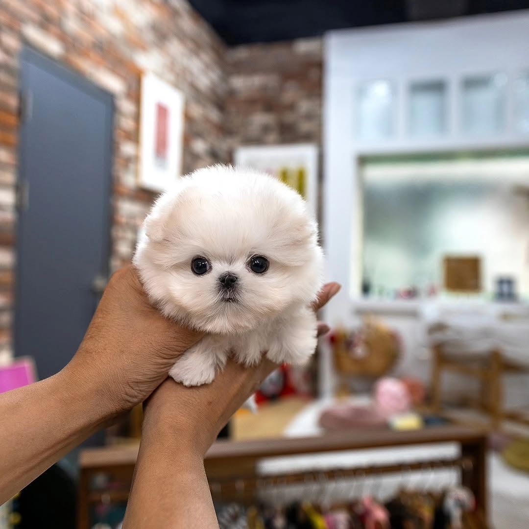 Maltese puppy
