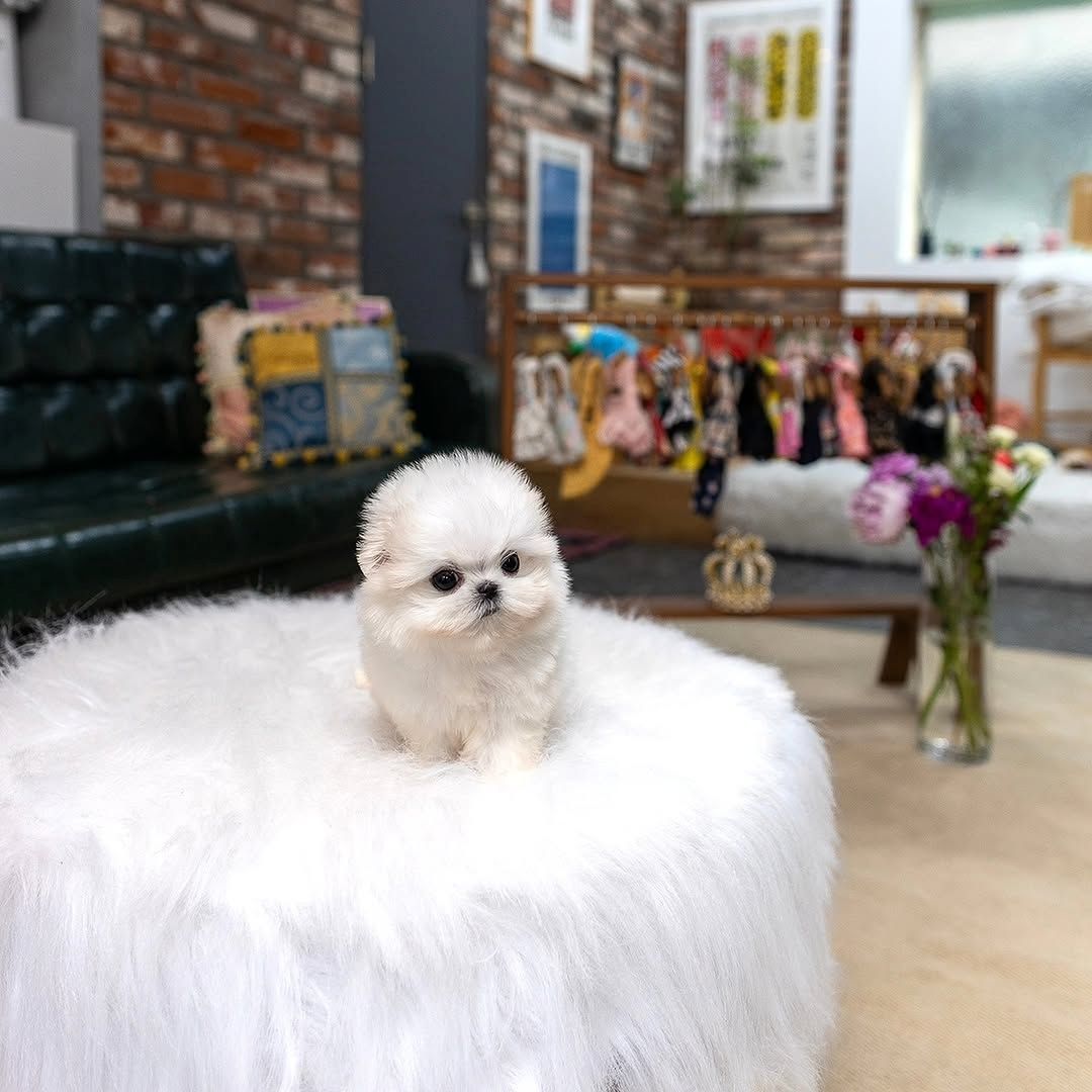 Maltese puppy