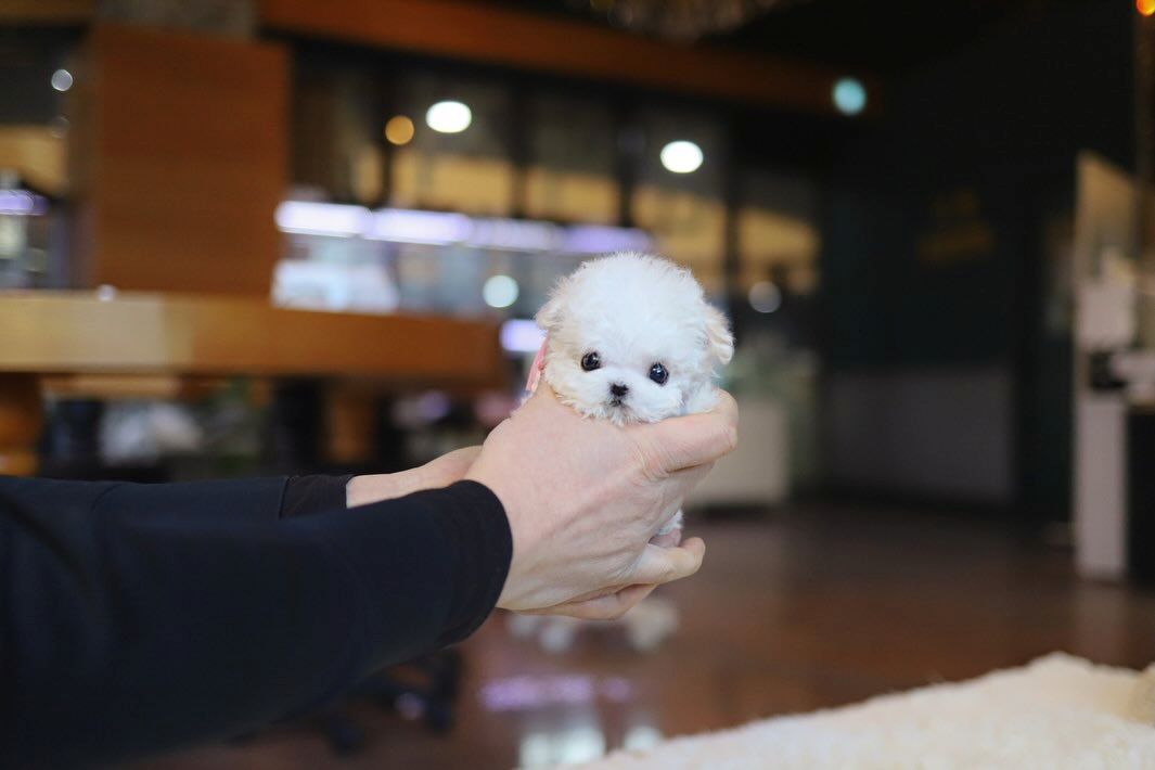 Maltese puppy