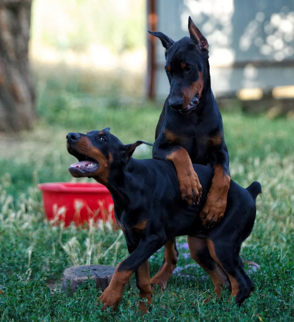 Traumhafte Dobermann Welpen mit bester Abstammung