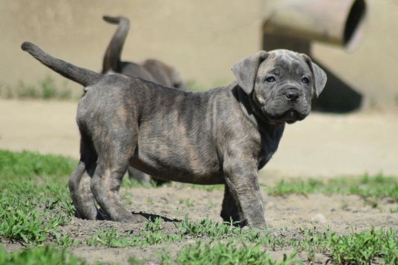 wunderschönen Cane Corso welpen