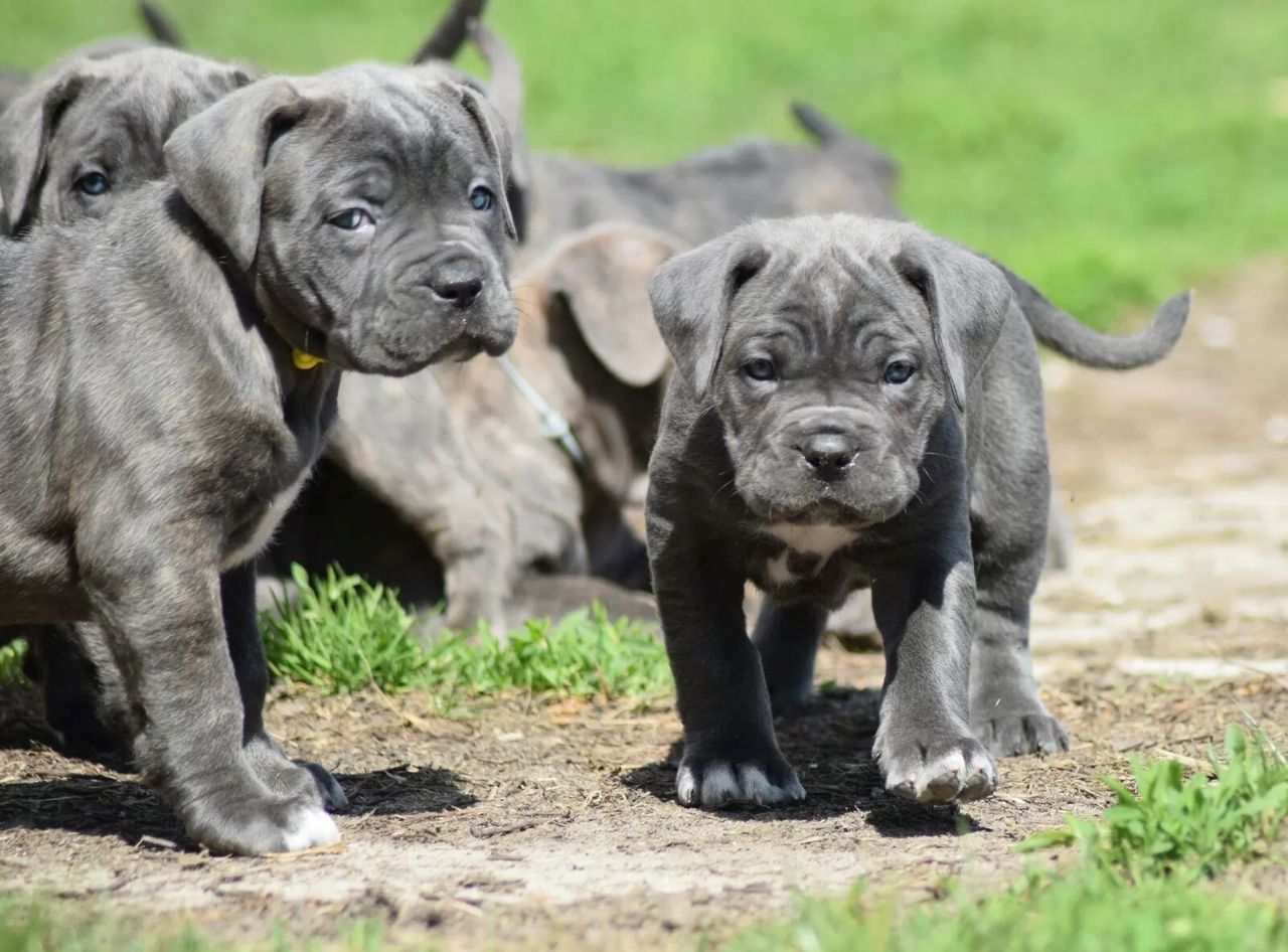 wunderschönen Cane Corso welpen