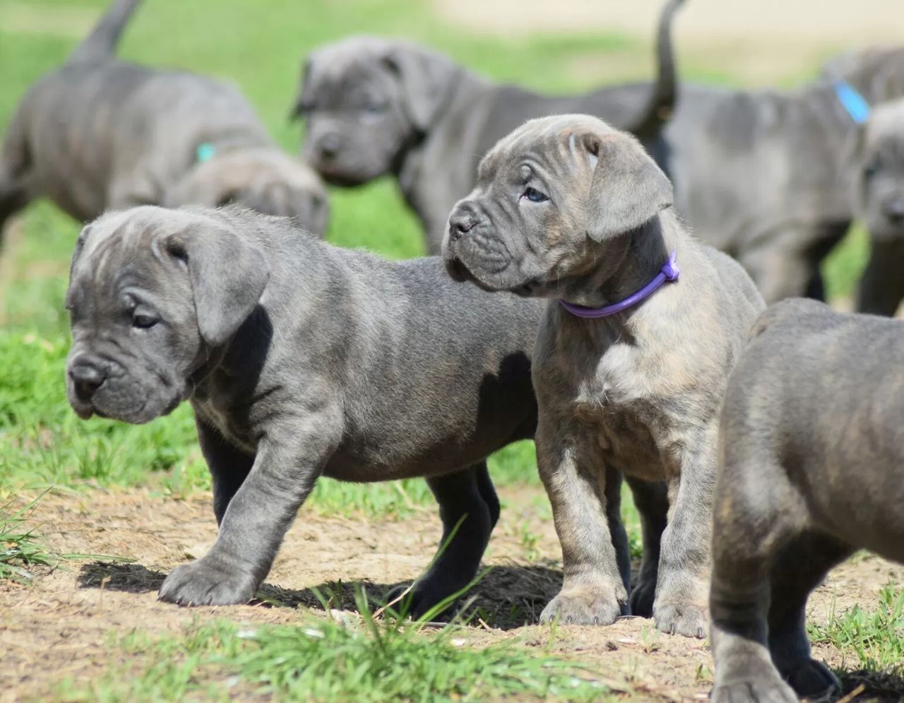 wunderschönen Cane Corso welpen