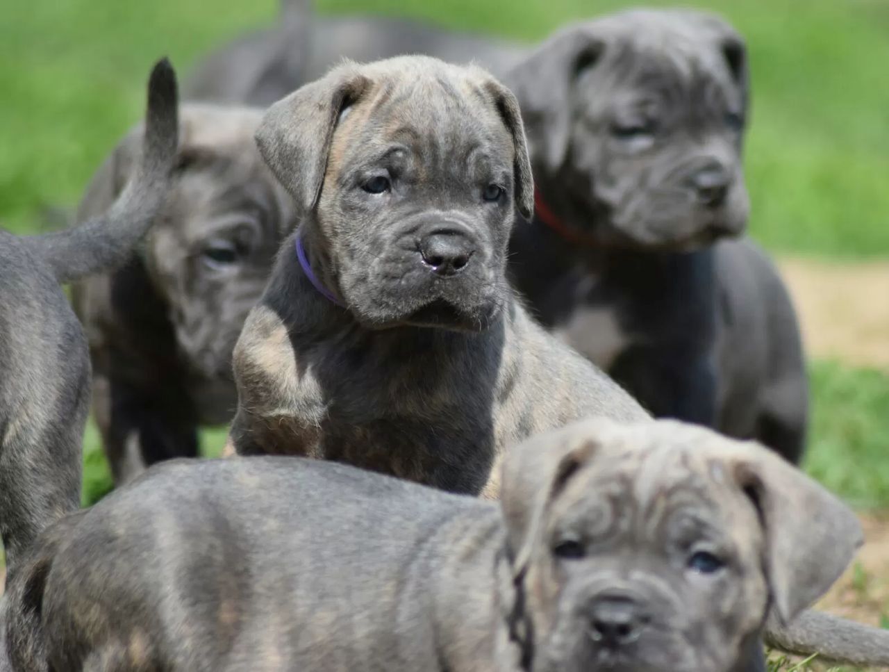 wunderschönen Cane Corso welpen