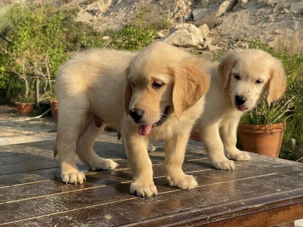 Gesunde Golden-Retriever-Welpen in Ihrer Nähe