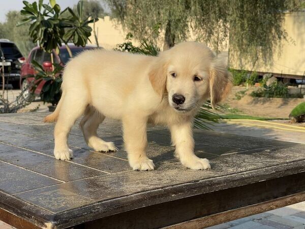 Gesunde Golden-Retriever-Welpen in Ihrer Nähe