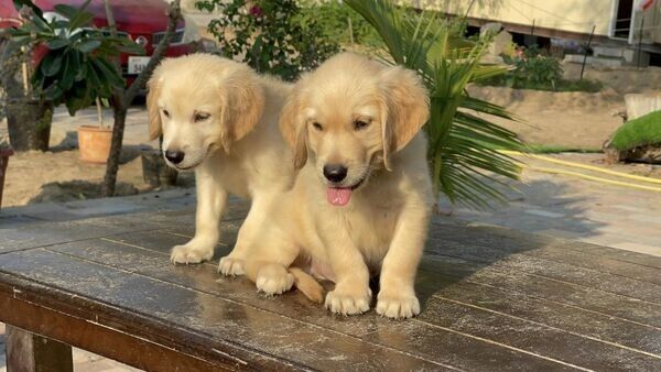 Gesunde Golden-Retriever-Welpen in Ihrer Nähe