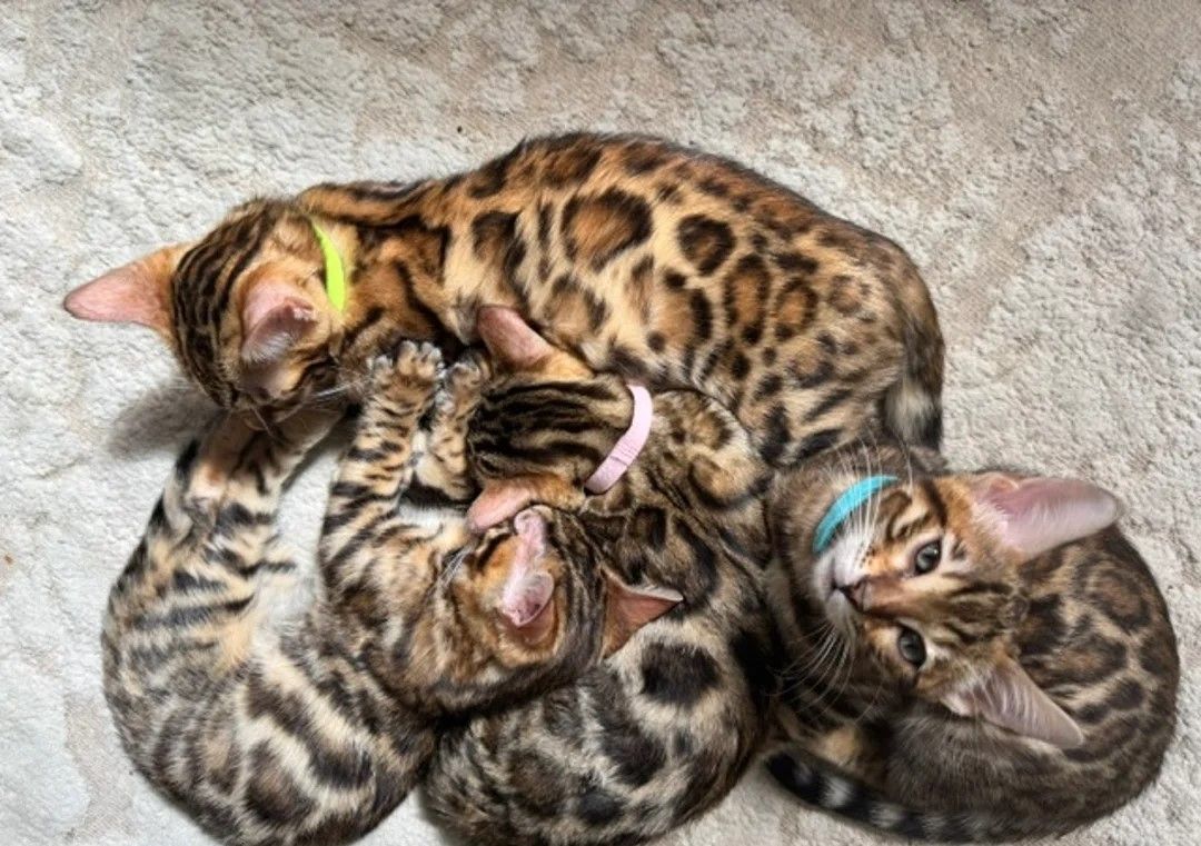wunderschöne Bengal-Kätzchen zu verkaufen