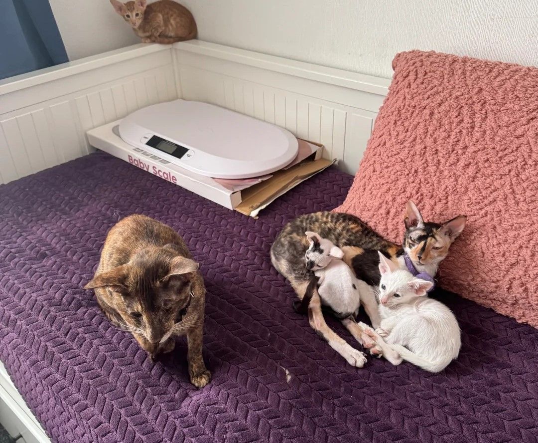 wunderschönen Cornish Rex-Kätzchen