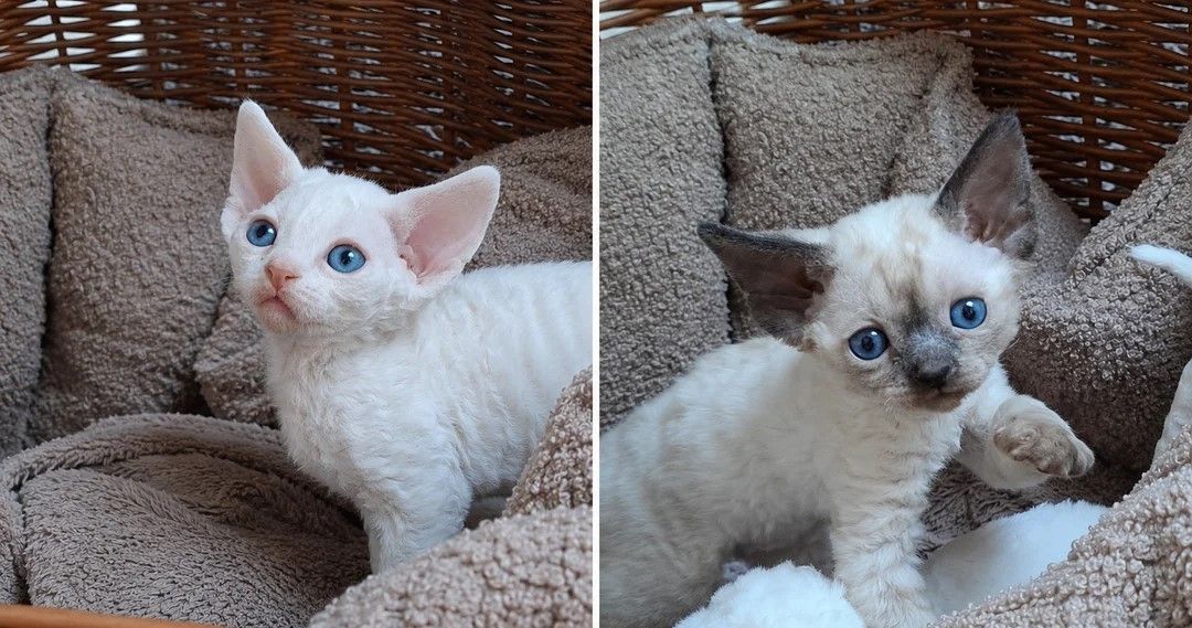 Devon Rex-Kätzchen zu verkaufen