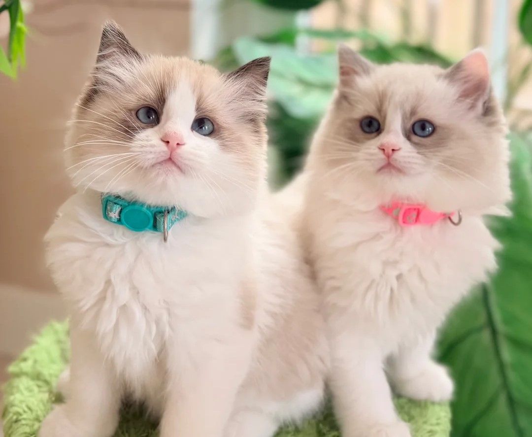 🐾 Bezaubernde Ragdoll-Kätzchen abzugeben