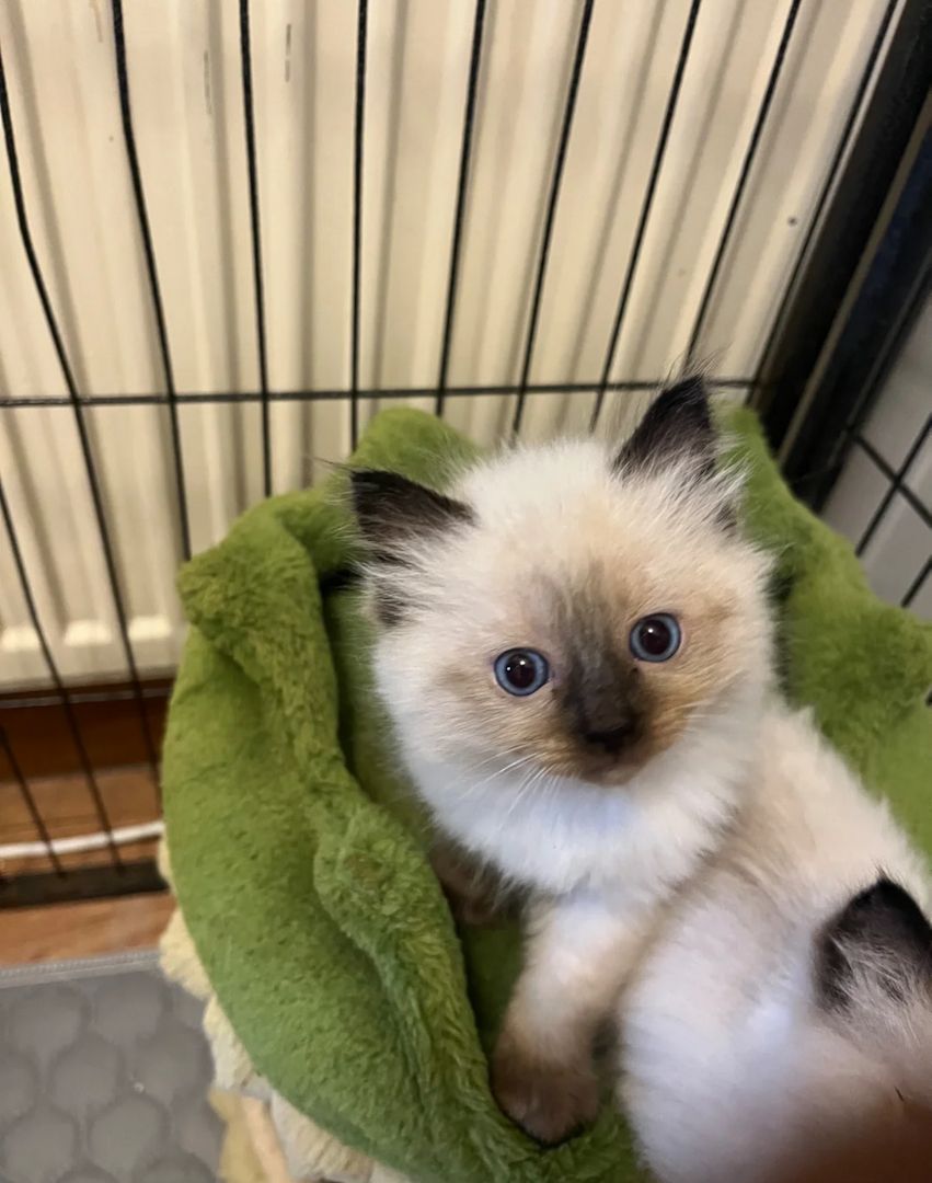 BEAUTIFUL RAGDOLL KITTENS READY TO LEAVE NOW