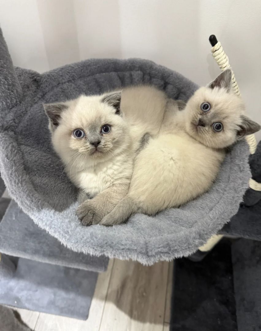 Ragdoll Kittens