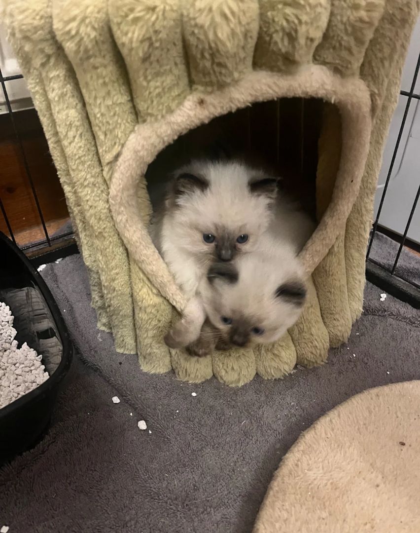 Beautiful Purebred Ragdoll Kittens for Sale