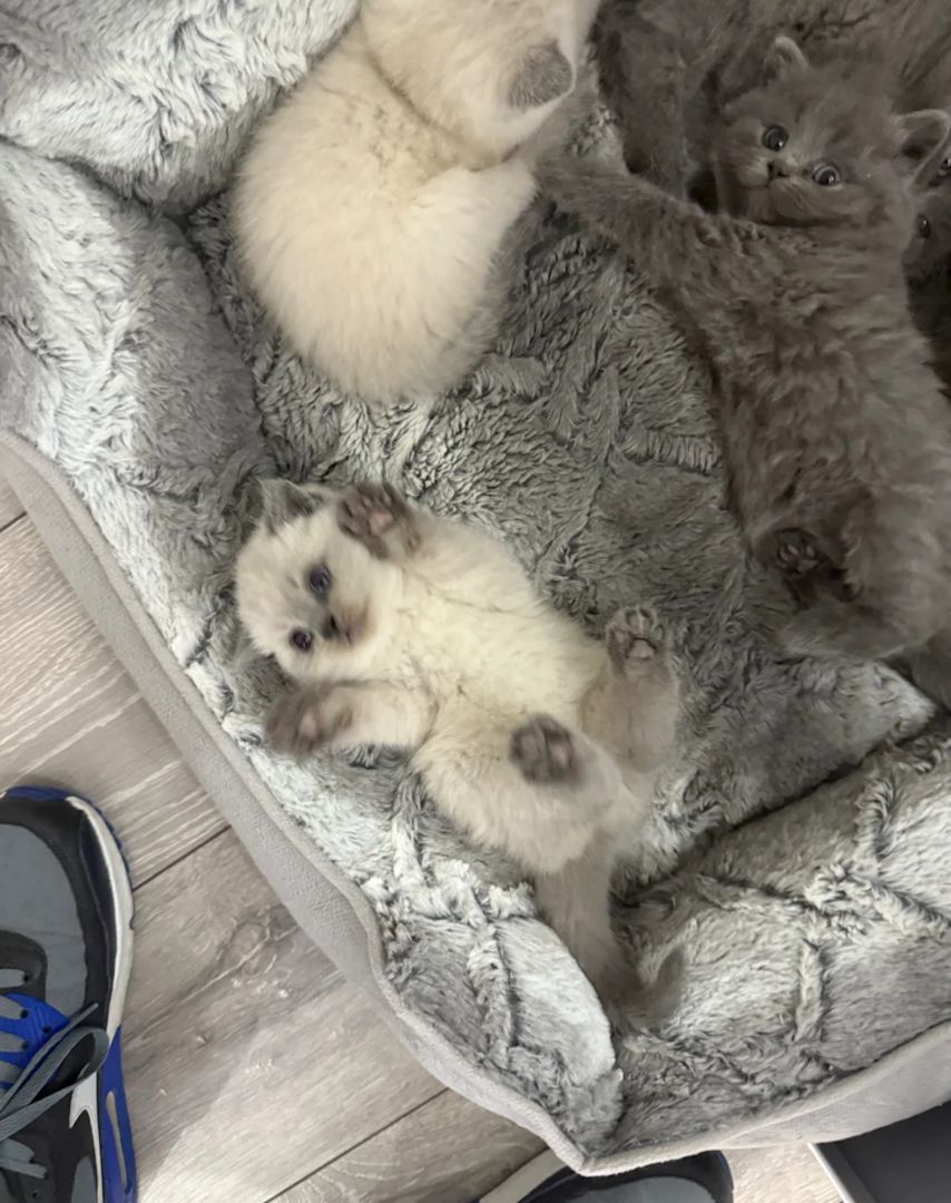 Gorgeous GCCF Ragdoll Kittens