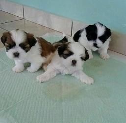 Tierärztlich untersuchte Shih-Tzu-Welpen zu verkaufen.