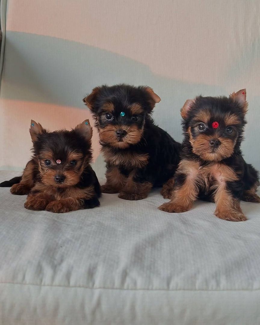 Tierärztlich untersuchte Yorkshire-Terrier-Welpen zu verkaufen.