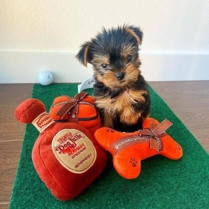 Liebevoller MINI Yorkshire Terrier Steel Blue Welpe