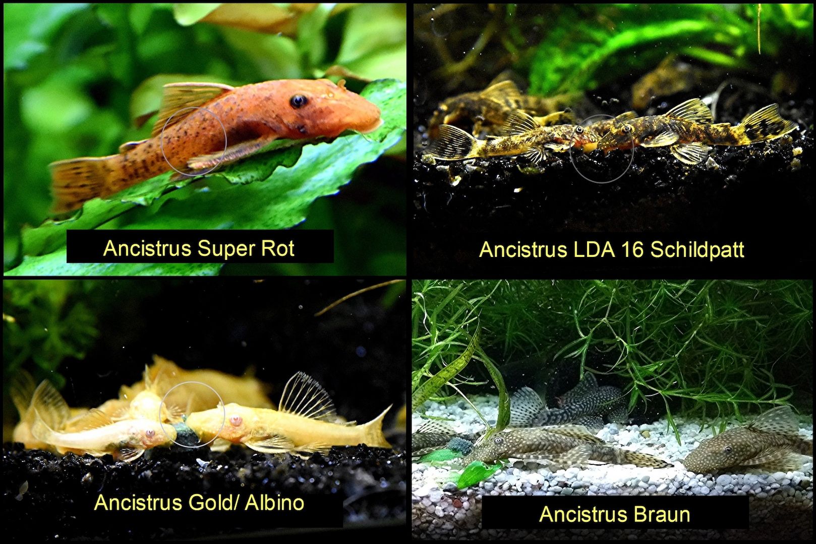 Ancistrus, Wels, Super Rot, Schildpatt, Gold/Albino, Braun, ab 2€