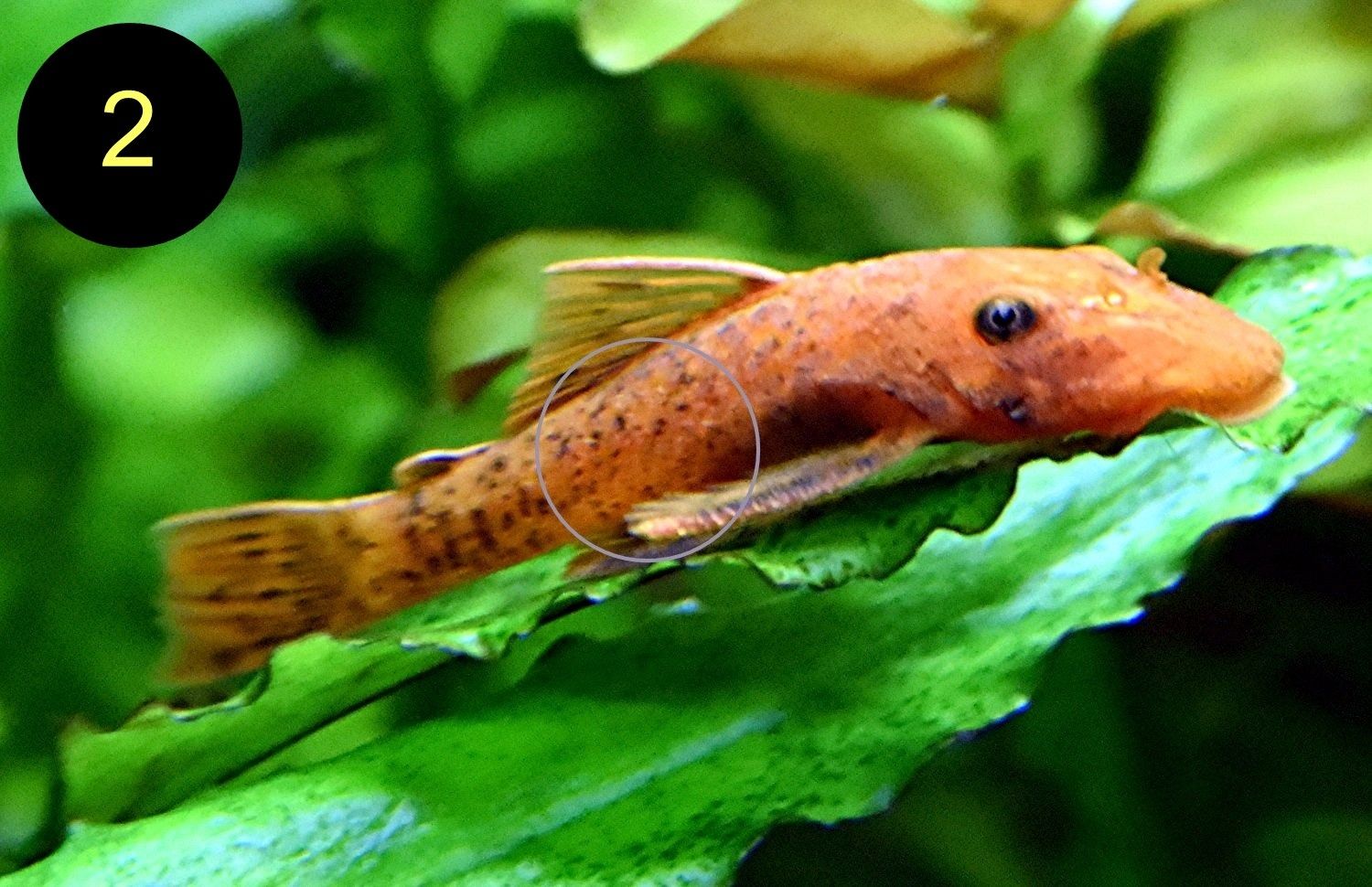 Ancistrus, Wels, Super Rot, Schildpatt, Gold/Albino, Braun, ab 2€