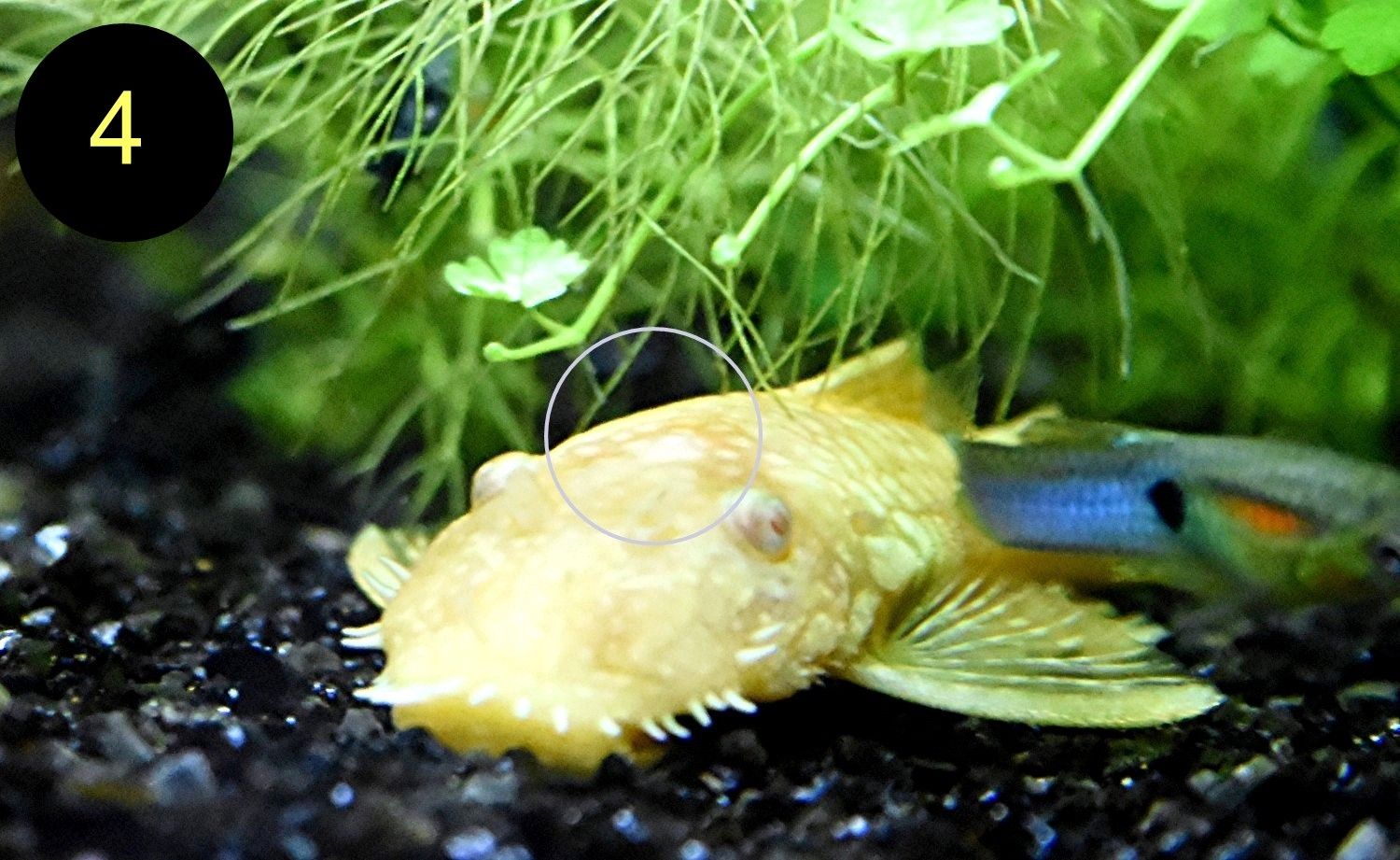 Ancistrus, Wels, Super Rot, Schildpatt, Gold/Albino, Braun, ab 2€