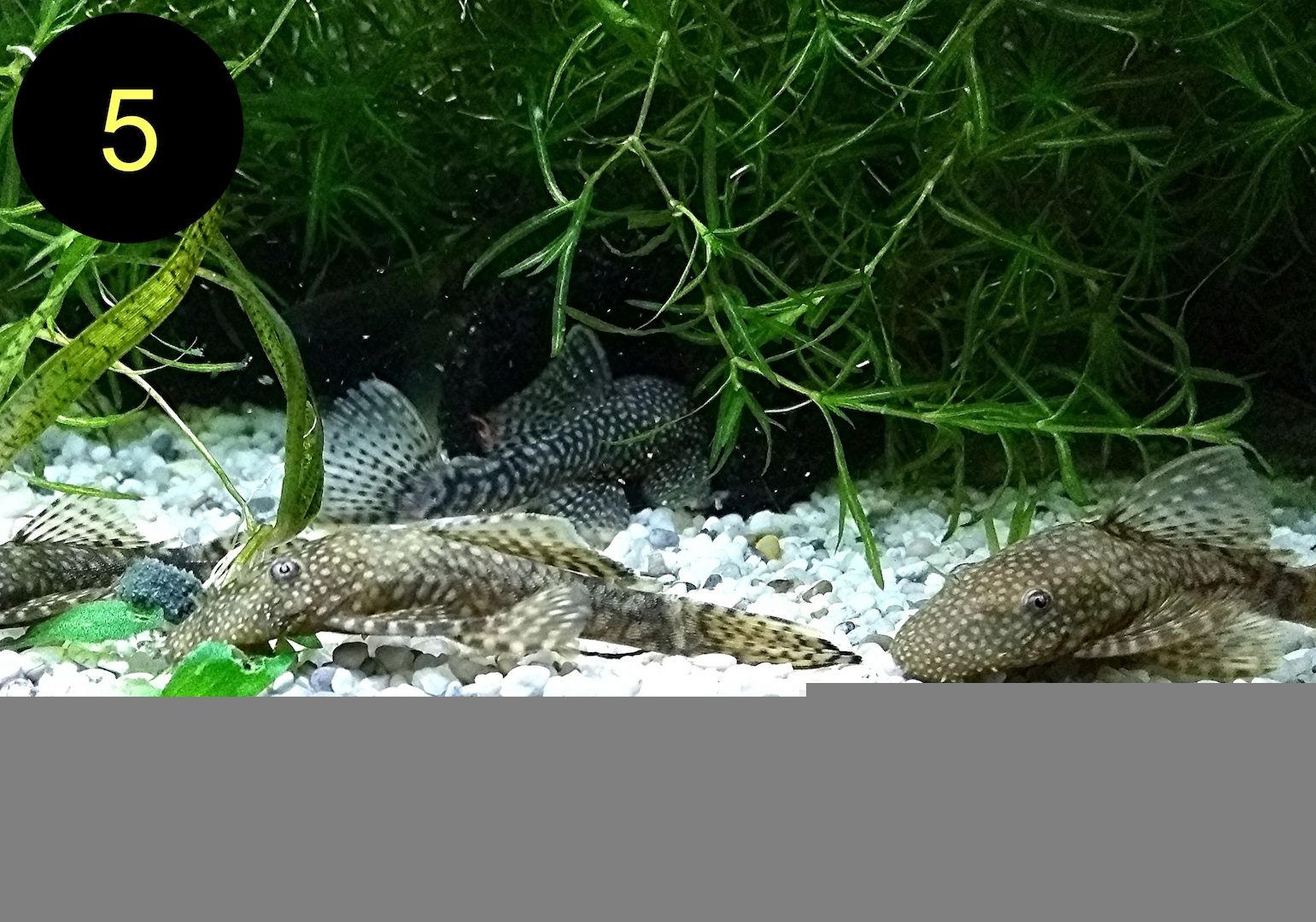 Ancistrus, Wels, Super Rot, Schildpatt, Gold/Albino, Braun, ab 2€