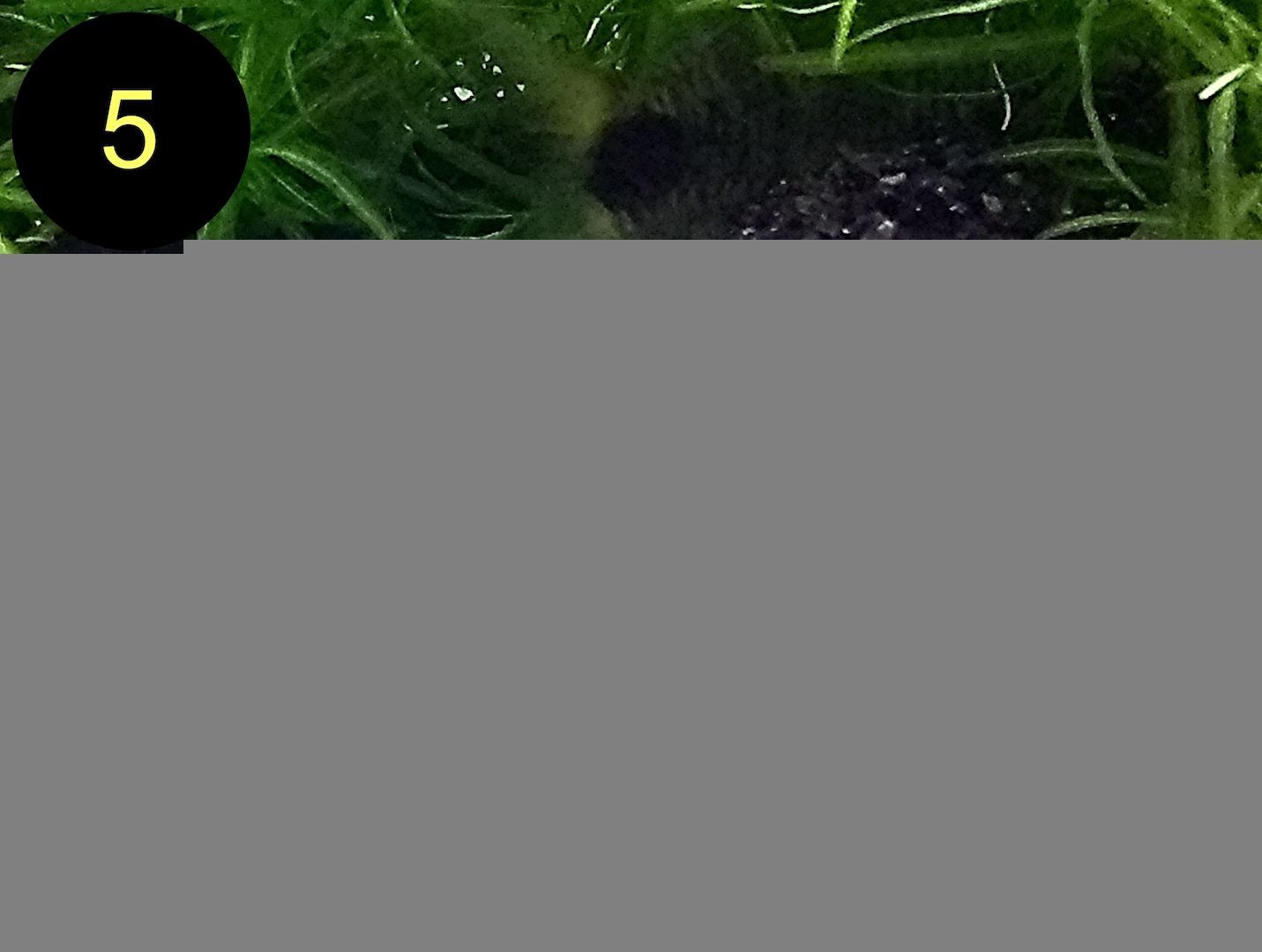 Ancistrus, Wels, Super Rot, Schildpatt, Gold/Albino, Braun, ab 2€