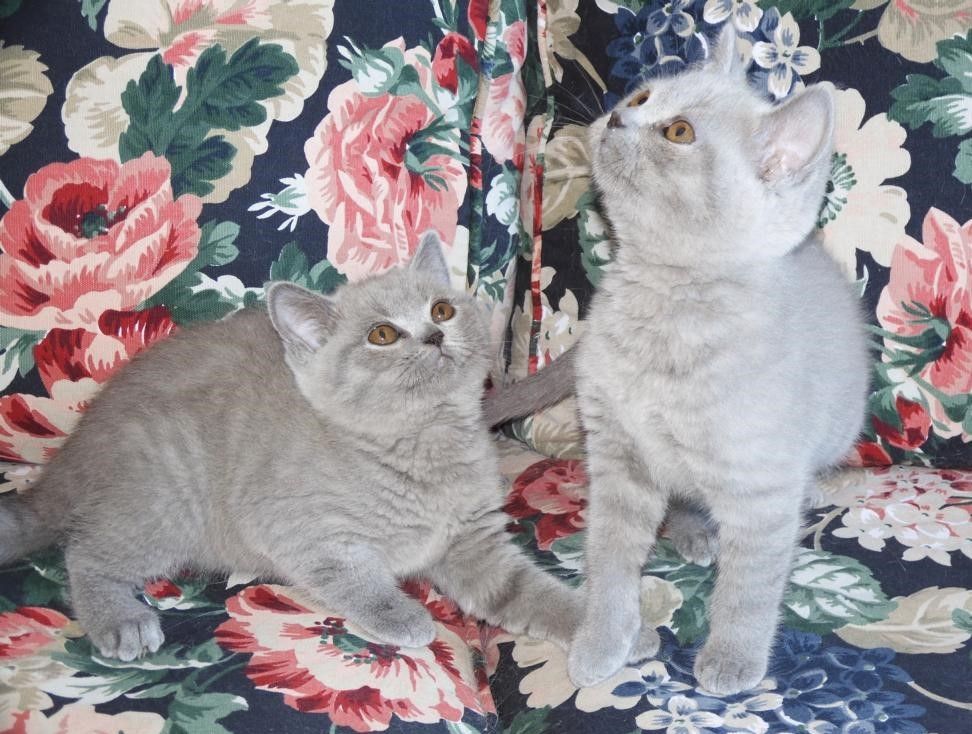 Britisch Kurzhaar (BKH), Katzenbabies, Katzenbabys, Kitten, (m/w)