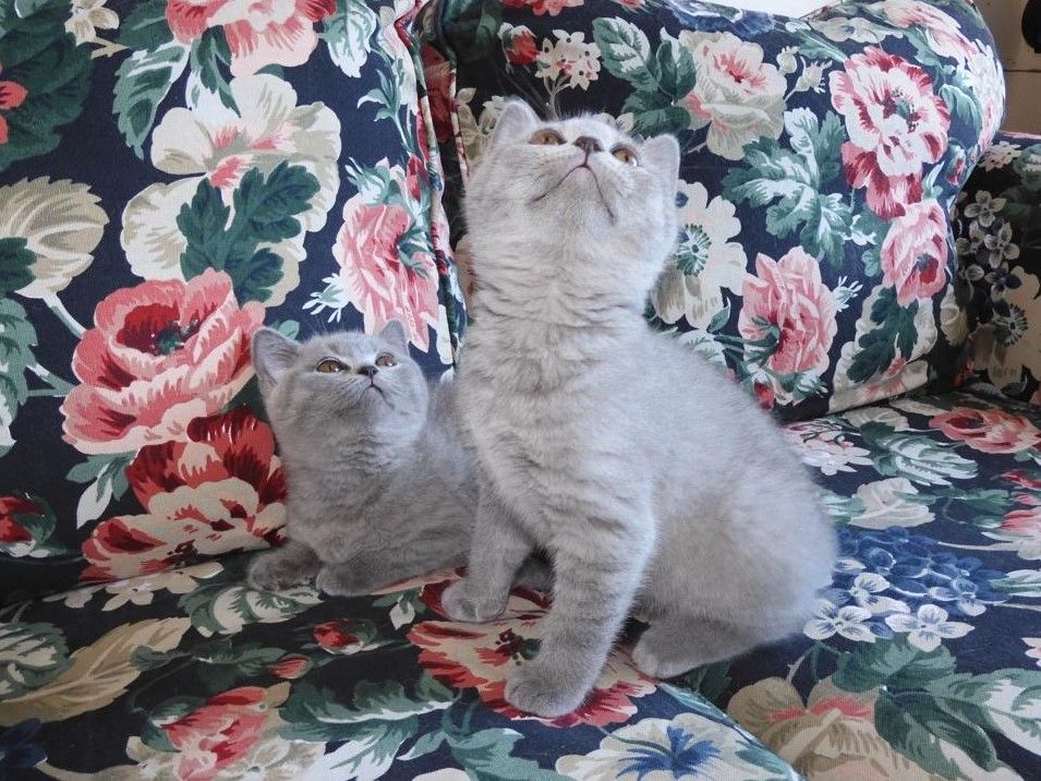 Britisch Kurzhaar (BKH), Katzenbabies, Katzenbabys, Kitten, (m/w)