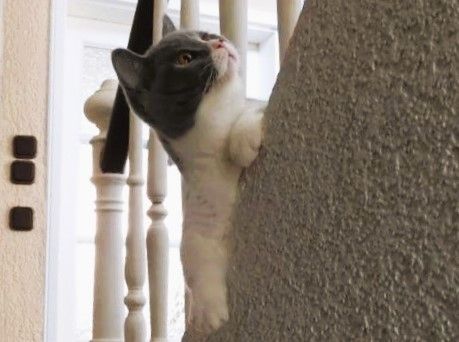 Britisch Kurzhaar (BKH), Katzenbabies, Katzenbabys, Kitten, (m/w)