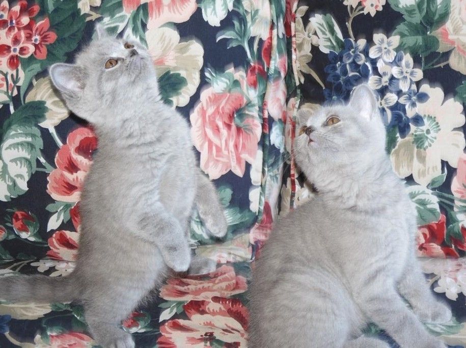 Britisch Kurzhaar (BKH), Katzenbabies, Katzenbabys, Kitten, (m/w)