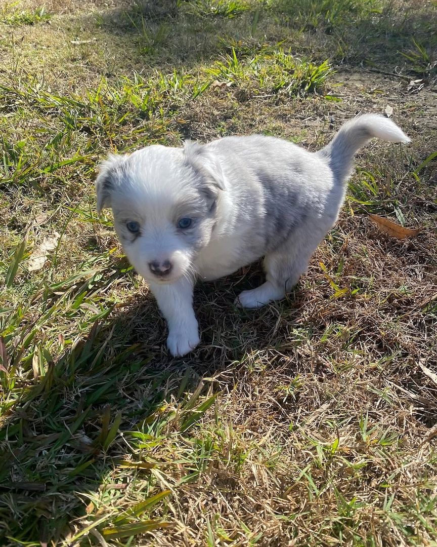 Wunderschöne Bearded-Collie-Welpen abzugeben  Whats App: +49 15218927086