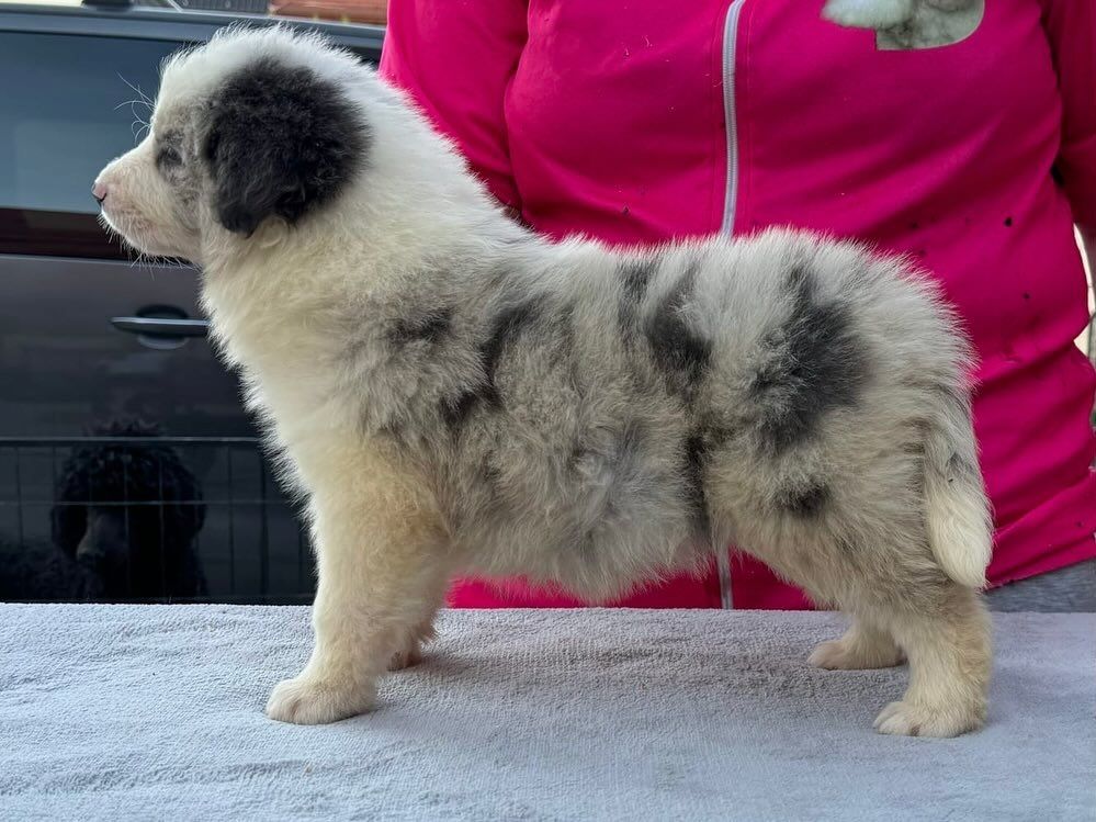 Wunderschöne Bearded-Collie-Welpen abzugeben  Whats App: +49 15218927086