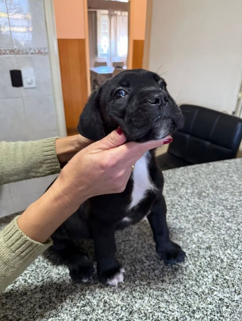 Cane Corso Welpen verfügbar. WhatsApp: +49 15218927086