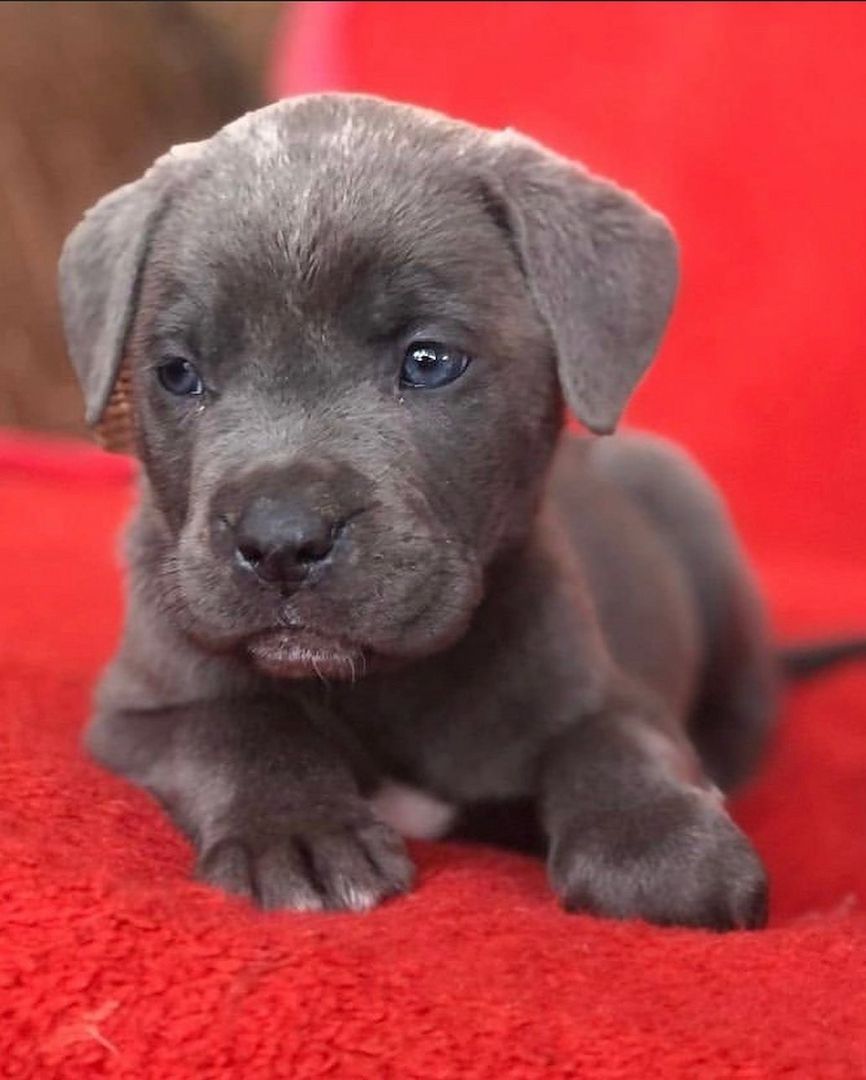 Cane Corso Welpen verfügbar. WhatsApp: +49 15218927086