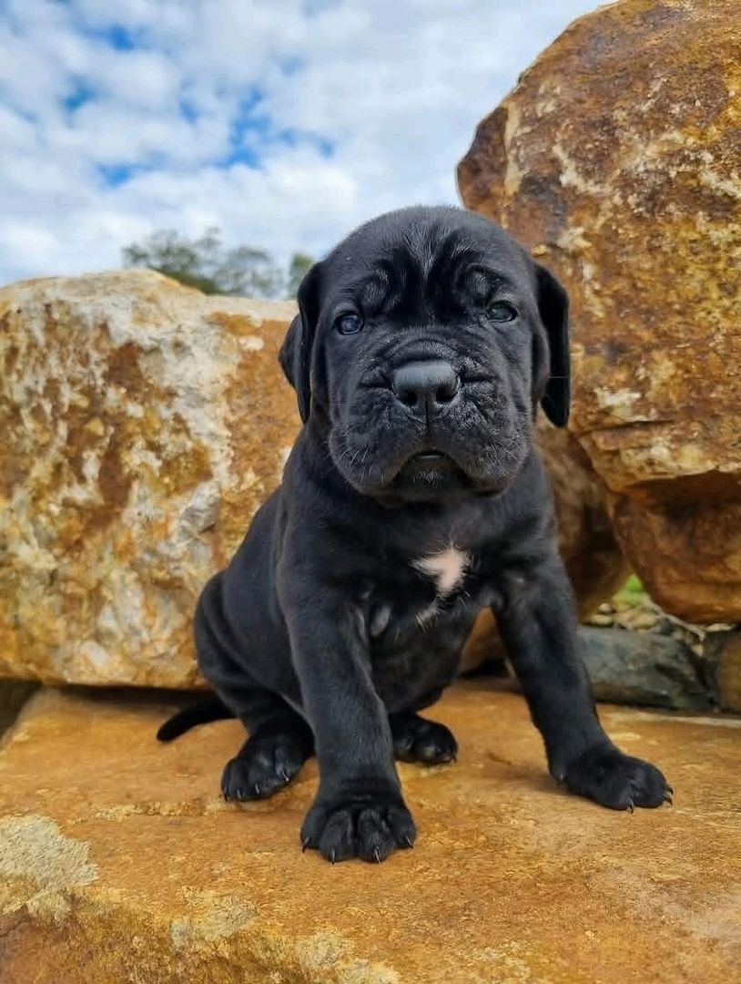 Cane Corso Welpen verfügbar. WhatsApp: +49 15218927086
