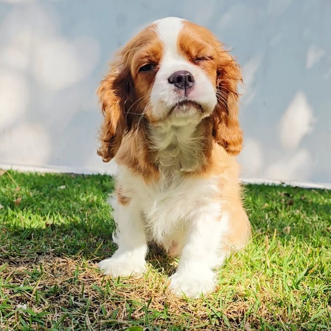Cavalier King Charles Welpen WhatsApp: +49 15218927086