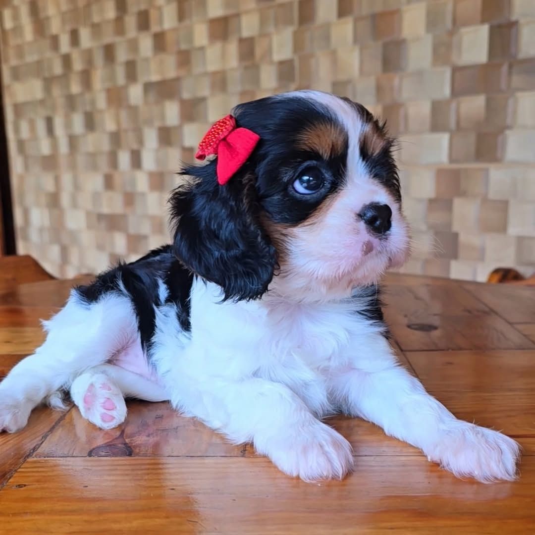 Cavalier King Charles Welpen WhatsApp: +49 15218927086