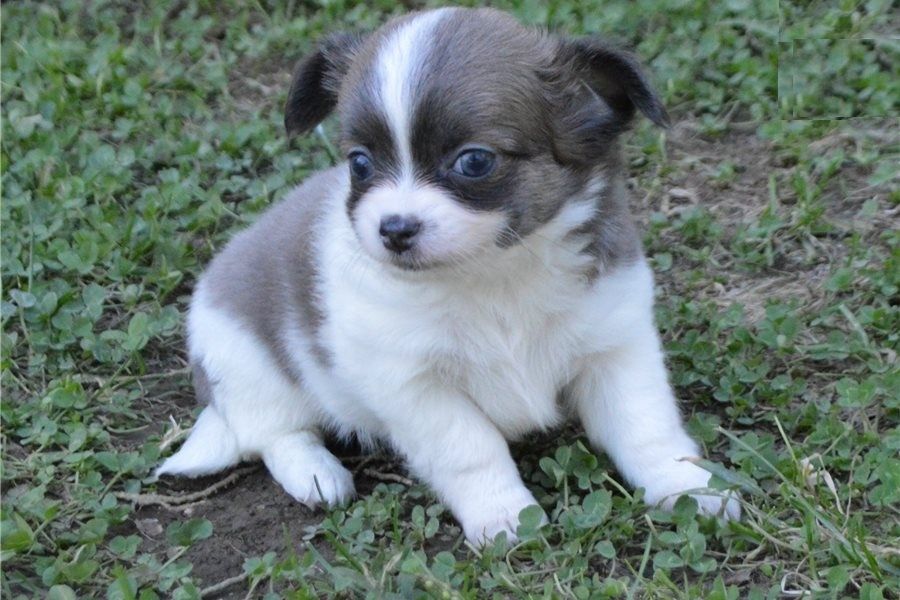 Wunderschöne Chihuahua-Welpen verfügbar. WhatsApp: +49 15218927086