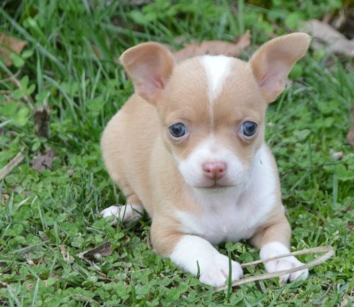 Wunderschöne Chihuahua-Welpen verfügbar. WhatsApp: +49 15218927086