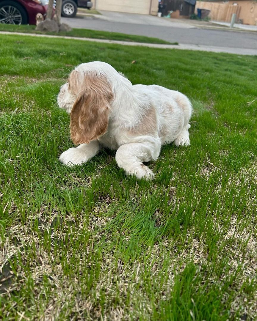 Cocker Spaniel Welpen abzugeben. WhatsApp: +49 15218927086